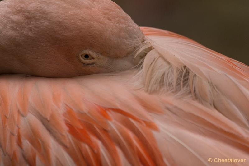 _DSC0227.JPG - Chileense Flamingo